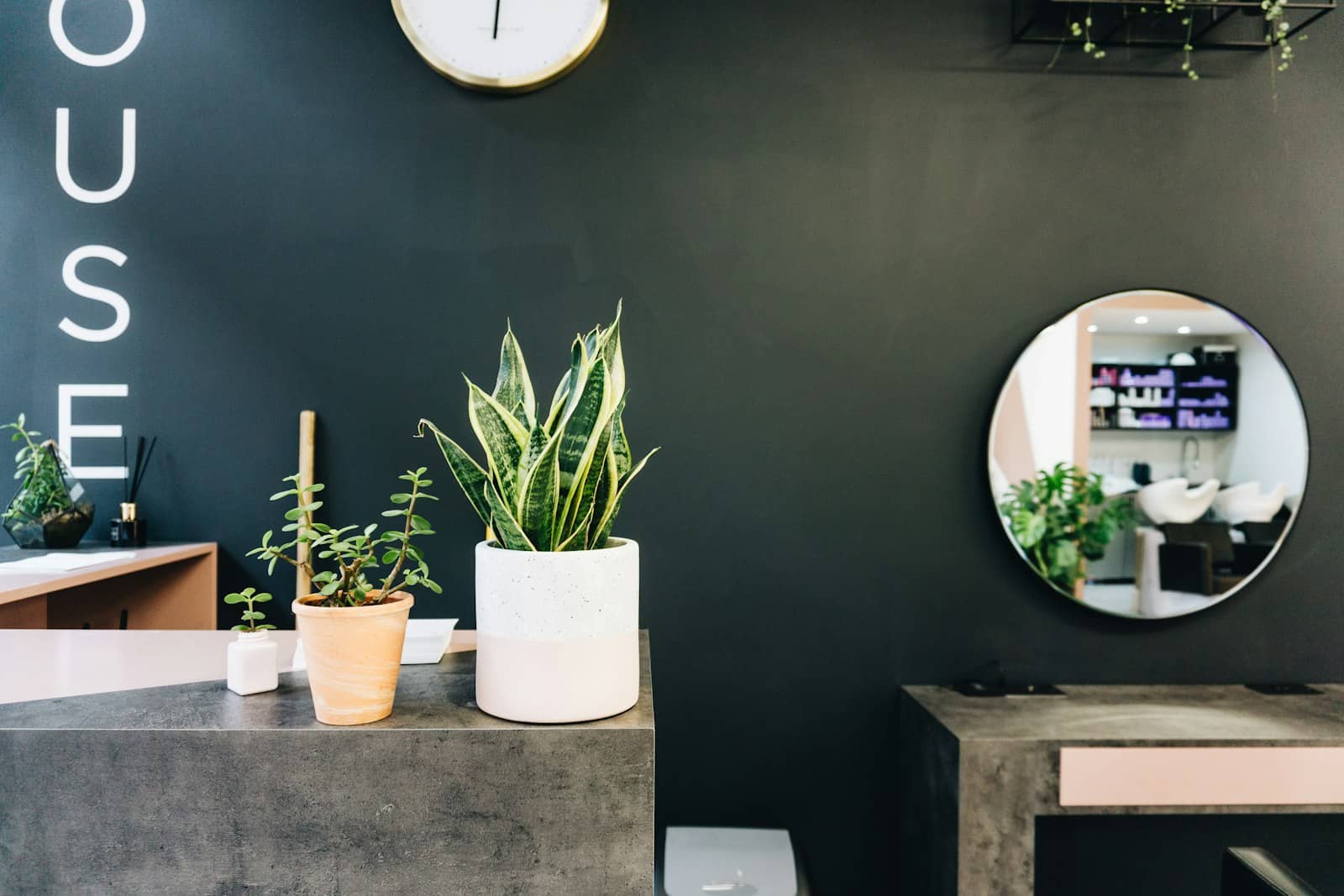 L’accueil du salon, une plante devant un mur sombre